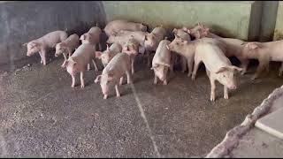 Test Pigs Hearing