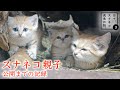 【日々、スナネコ成長日誌。3】① スナネコ親子公開までの記録 "Growth Diary of Sand cat's Baby season 3" vol. 1