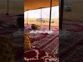 قصيدة بدوية مدح مطانيخ الرجال بدون موسيقى أداء أبي همام فهد ابن محمد مثنى شبيل