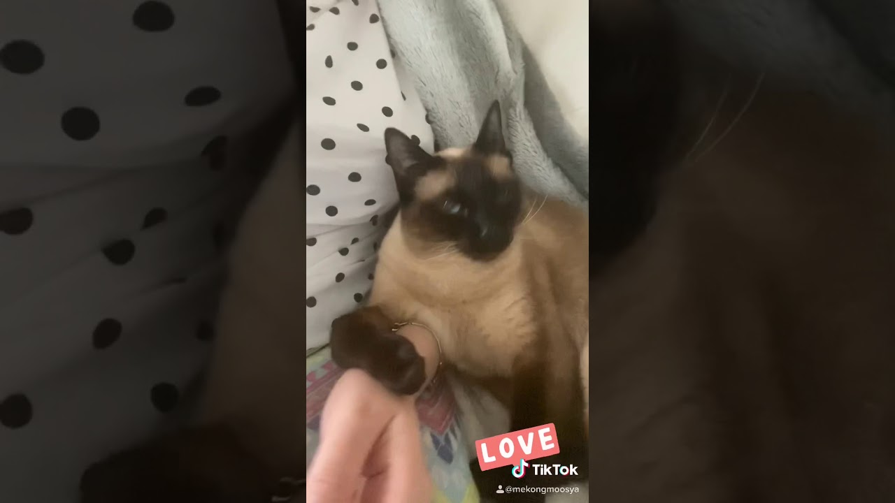 Cute cuddle with Cat.