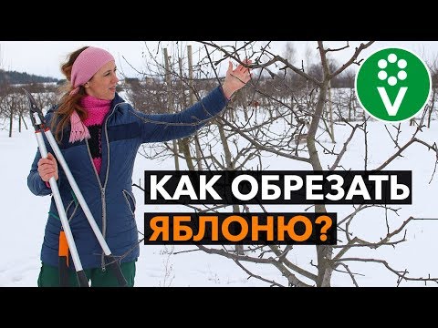 ЗОЛОТЫЕ ПРАВИЛА ОБРЕЗКИ ЯБЛОНИ. Теперь все понятно!