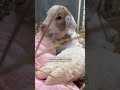 Blind Baby Goat Becomes Paralyzed Until One Little Thing Gets Her Standing Again | The Dodo