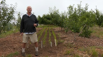Intercropping Peppers Between Fruit Tree Rows