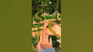 How Prune Grapes 🍇 Tree for More Fruit #grapevine #grapetree #grape