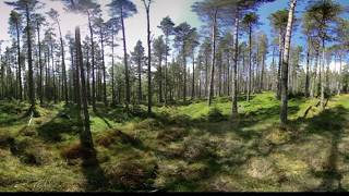 Peaceful Pine Forest - 360 Video [Royalty Free Stock Footage] $350 [4K VR Stereoscopic 3D]