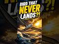 Albatross The Bird That Flies Across Oceans! Zoovanta TV
