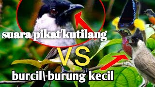 suara pikat'kutilang vs burcil@jahid channel