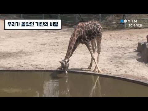 우리가 몰랐던 기린의 비밀 / YTN 사이언스