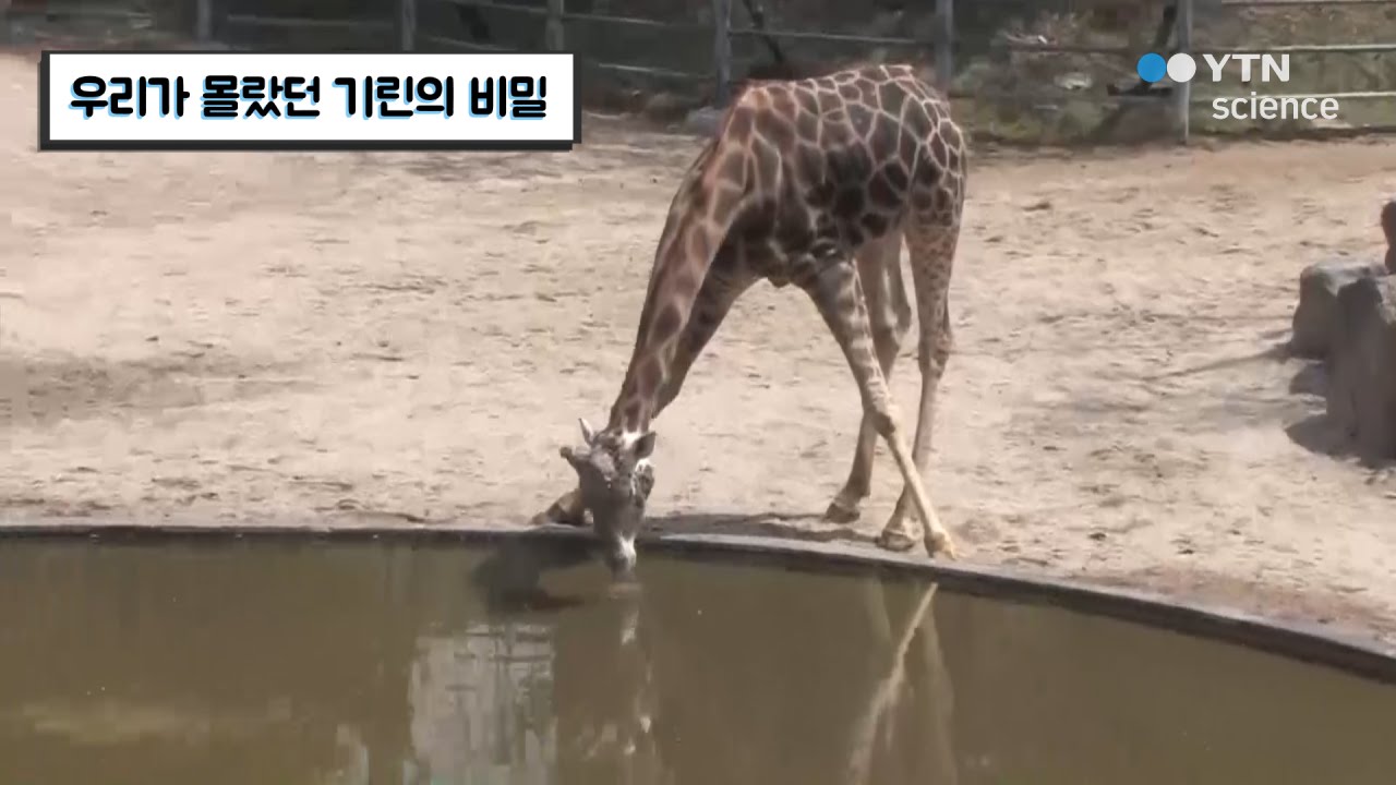 우리가 몰랐던 기린의 비밀 / YTN 사이언스 - YouTube