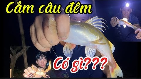 Cắm Câu Đêm – Bắt Được Con Hàng Siêu Khủng Bên Suối