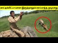 புலியிடம் சிக்கிய மனிதர்கள் #5 | Tiger Chasing Humans | Tiger Encounters | TAMIL AMAZING FACTS