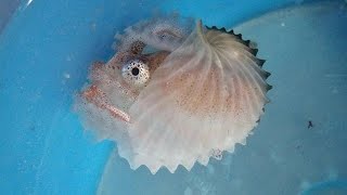 Facts: The Argonaut (Paper Nautilus) by Deep Marine Scenes 3,463 views 2 weeks ago 2 minutes, 39 seconds