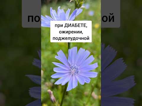 Цикорий - при