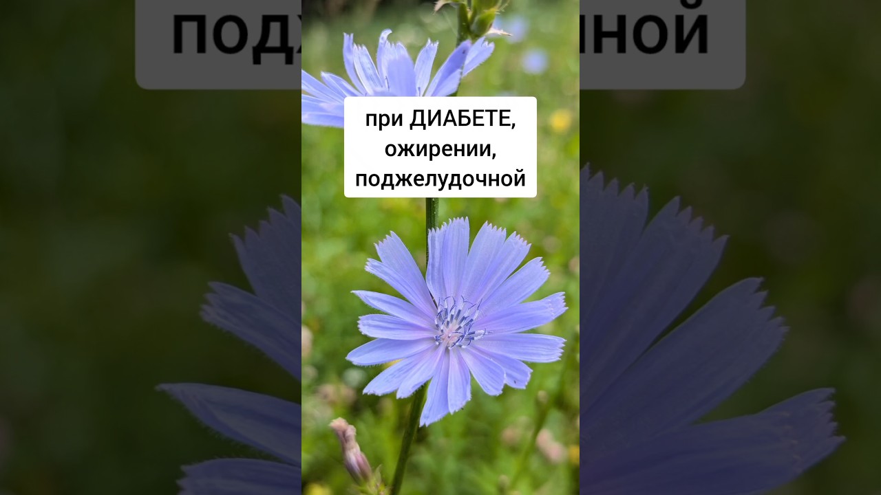 Цикорий - при диабете, ожирении, поджелудочной #лекарственныетравы #травы #травник #дикоросы