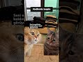 inreports cat