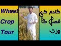 Gandam ke fasal ka visit aur deakbal || wheat crop tour ||Zaki Ur Rehman Gondal