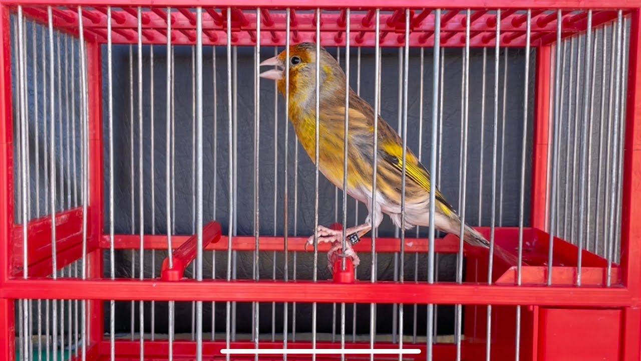 Mixto de jilguero cantando Limpio sin faltas | Goldfinch mule singing for training songs _ Stieglitz