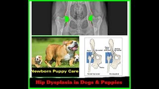 Puppy Series# 5 | Hip dysplasia in Dogs|நாய்களில் எலும்பு மூட்டு  பிரச்னைகள் & தீர்வுகள்