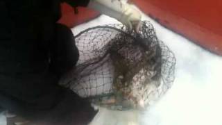 Hawk with broken wing rescued