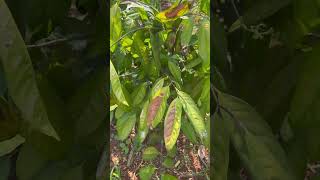 # Kepel fruit# perfume #pear#climate#gardening #rare #nature