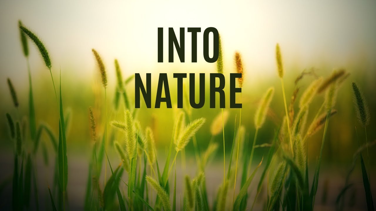 Into Nature With The Wind Whistling In A Wheat Field - YouTube