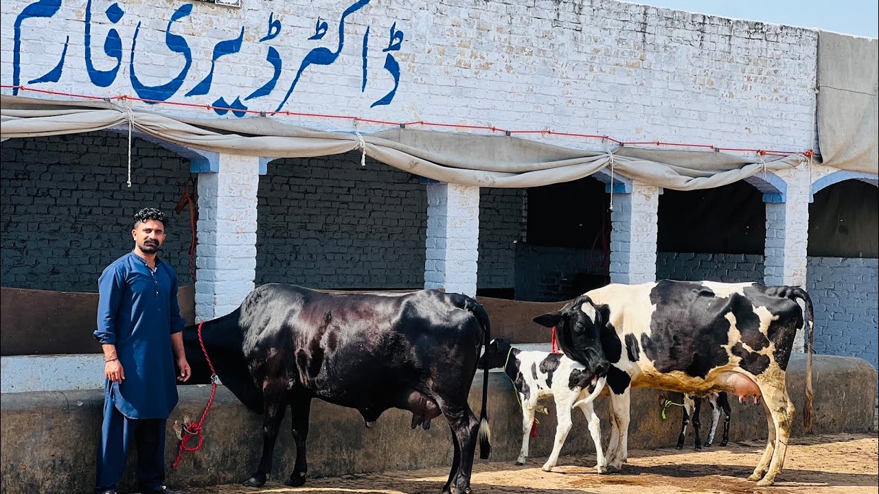 2  سجری سوئی  ویڑیاں برائے فروخت 2 مارچ  2026 ساروکی گجرات[8498176-0318]