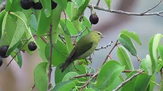 Tennessee Warbler, Avalon mini golf gardens, Catalina island 9/21/25