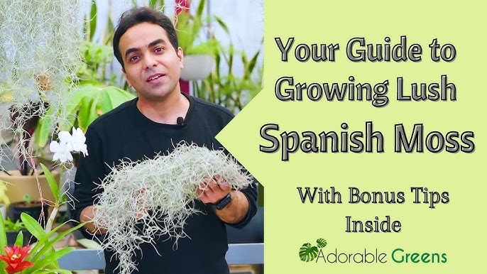 Spanish Moss Air Plant Care: 3 Tips to Growing Inside