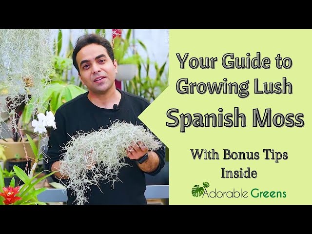 lucky bamboo inc Liquid Plant Food Green Green Lucky Bamboo  Houseplants New York LLC