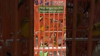 Download Lagu BURUNG PLECI OMBYOKAN ❗ PLECI SINGARAJA ❗PLECI BALI ❗TERNAK PLECI MP3