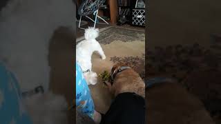 2 dogs having a war for the bone funny lol