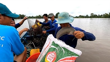 Cách bắt cá bằng lưới mùa lũ của bà con miền tây P.2/NGÃ NĂM TV