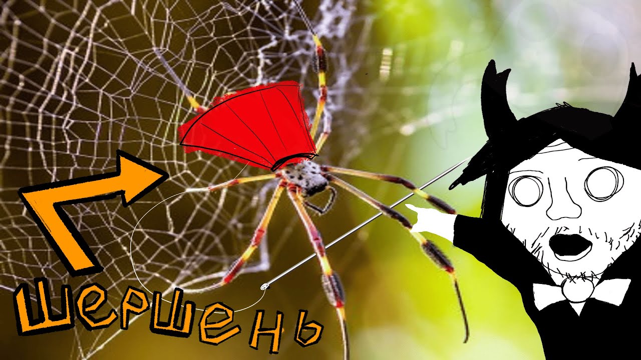 Ноу-нейм шкила играет в Hollow Knight: Silksong