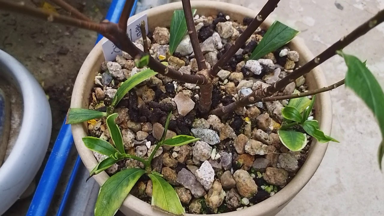 만리향  천리향 가지치기  번식  키우기  함께 알아볼까요