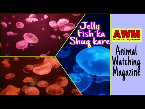 Jelly fish || जेलिफ़िश || جیلیفش ||