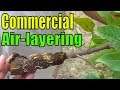 Sab Members Air Layering Krain | Commercial Air Layering Method