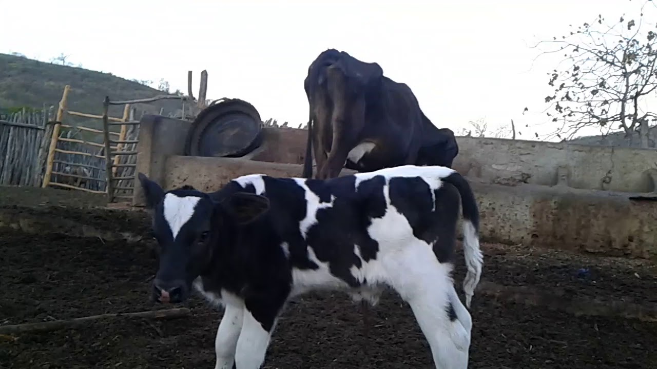 Cruzamento de touro Orlandeis com vaca mestiça - YouTube