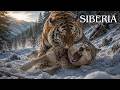 EXTREME SIBERIA | Tigers, Wolves & Lynxes Battle the Frozen Abyss | Nature Animal Documentary