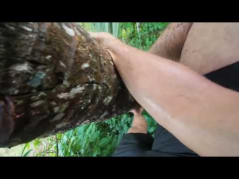 A Wet Coconut Hunt POV (FULL) 6/13
