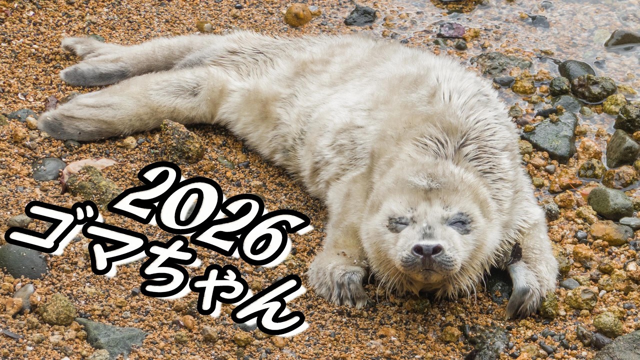 Goma-chan, born at Izu-Mito Sea Paradise in 2026 #spottedseal