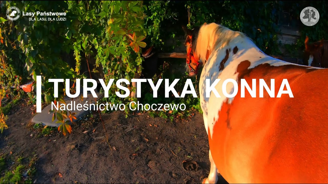 Turystyka konna Nadleśnictwo Choczewo