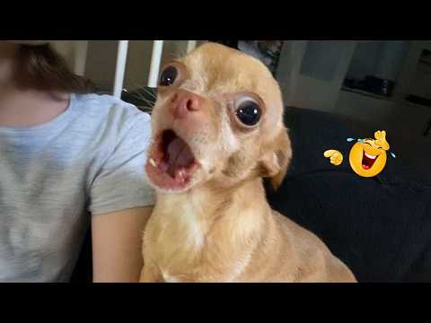 These Dogs Have Absolutely No Shame 😂 Funniest Dog Videos Compilation 2026