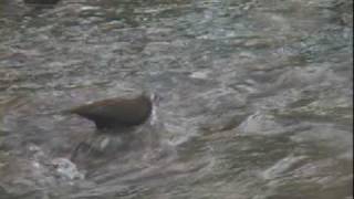 會潛水捕魚的鳥～河烏The birds will dive fishing ~ River Uruguay 