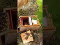 Подсадка неплодной матки в мининуклеус - Бакфаст-Дания #блогсенцова #пчелы #пчеловодство
