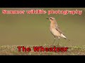 Summer wildlife photography of the wheatear