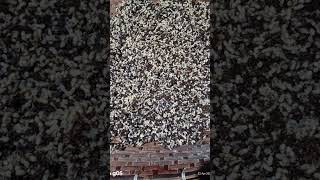 bmhong geta Toka silo taruk apr 22