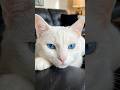 This Cat Looks Angry at the Camera 😾📷#AngryCat #FunnyCat #CatVideo #CutePets #CatLovers #cuteanimals