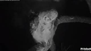 Two great horned owls visit the nest /01:07/2024-03-24/ Southwest Florida Eagle Cam
