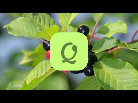 Video: Buckthorn alder (buckthorn i brishtë): mbjellje dhe kujdes, përshkrim, foto