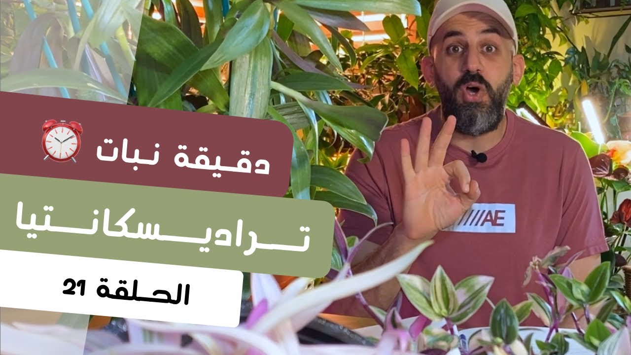 دقيقة نبات |٢١| طرق العناية بنبات تراديسكانتيا Tradescantia care - quick tips